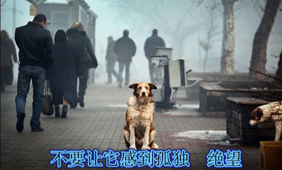 迪庆爱影圈微博微信转发案例